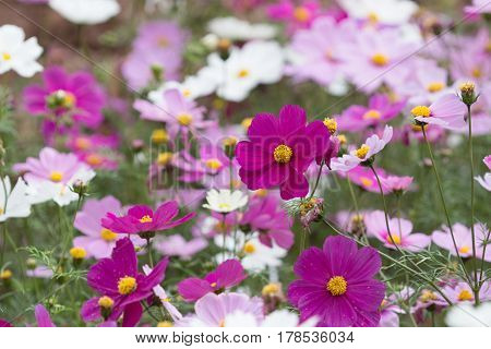 The Bloom Flowers Cosmos Bipinnatus
