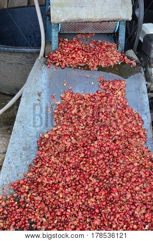 Pulping The Coffee Berry ** note select focus with shallow depth of field