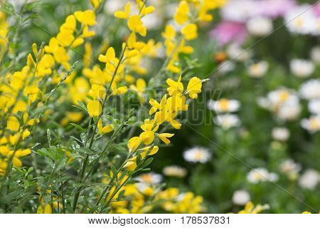 Cytisus Scorparius  An Invasive Species