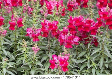 Snap Dragon Antirrhinum Majus Blooming In Garden