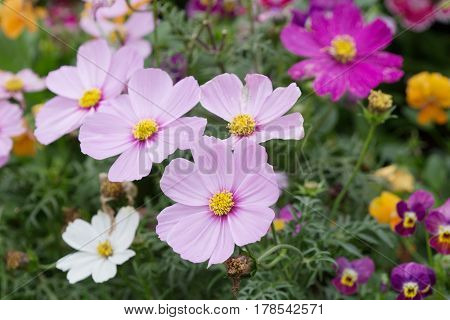 The Bloom Flowers Cosmos Bipinnatus