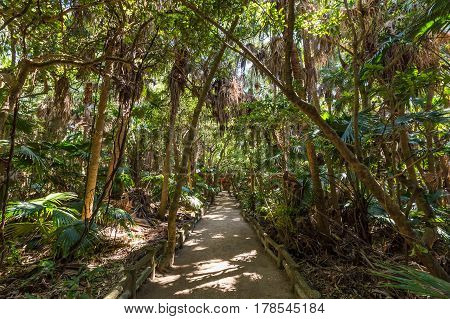 Rain forest park in Aoshima shrine in Miyazaki Japan