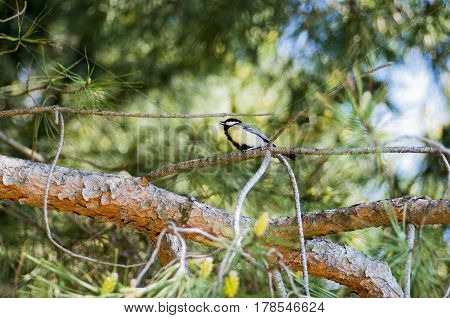 A bird sings sitting on a tree branch