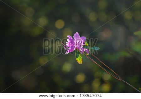 The small purple flowers blooming on the branches. Horizontal close-up shot.