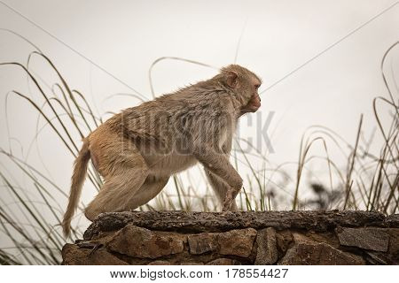 Monkey temple Galwar Bagh in Jaipur, India