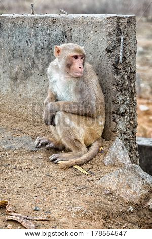Monkey temple Galwar Bagh in Jaipur, India