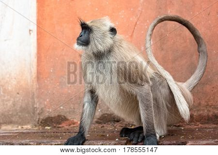 Monkey temple Galwar Bagh in Jaipur, India