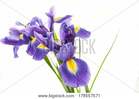 Spring Flower Frame Made From Iris
