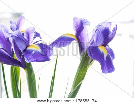 Spring Flower Frame Made From Iris
