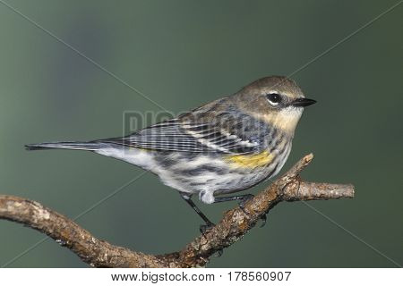 A male Yellow-rumped Warbler, Setophaga coronata on a branch with a green background