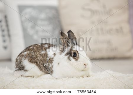 Easter little bunny sitting on lambskin indoors.
