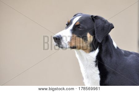 Young Sennenhund close-up playfull look in the eyes