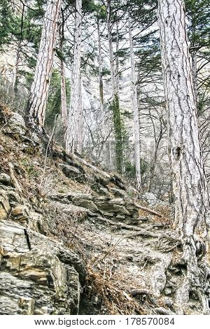 Old tall trees with big roots on the mountain.