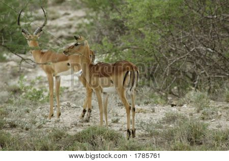 Impala