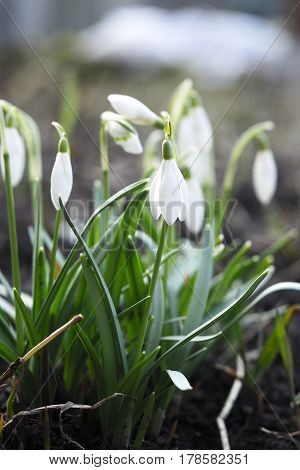 The earliest spring flowers. Snowdrops. Sweethearted nature.