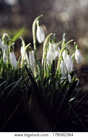 The earliest spring flowers. Snowdrops. Sweethearted nature.