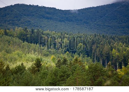 Coniferous Dense Forest In The Carpathians