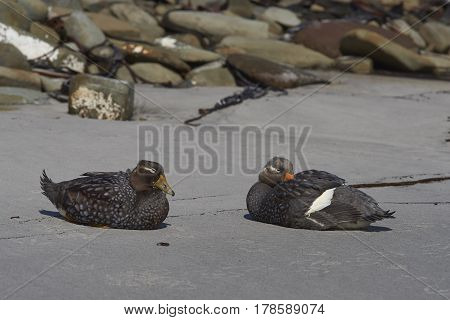 Pair of Falkland Steamer Ducks (Tachyeres brachypterus) on a sandy beach on Sealion Island in the Falkland Islands.