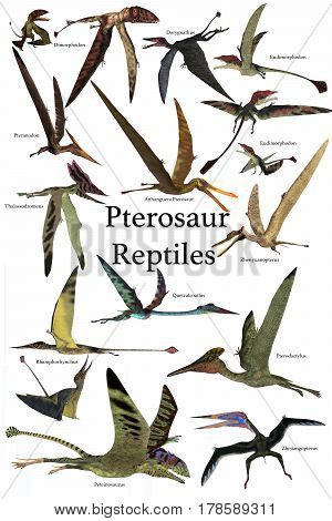 Pterosaur Reptiles 3d illustration - A collection of various Pterosaur reptiles from different prehistoric periods of Earth's history.