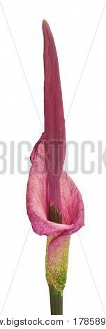 Blooming Amorphophallus on a white background the beginning of flowering