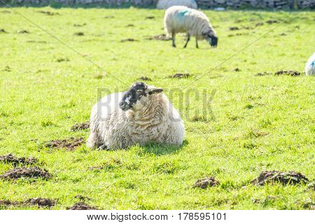 sheep in the Cumbrian hills of the Lake District in England.