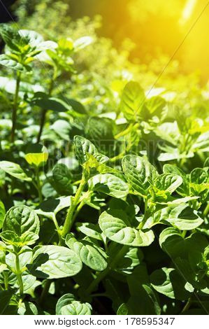 green fresh tasty basil is growing on the summer plant