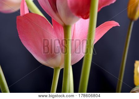 spring flowers banner - bunch of pink tulip flowers on black background
