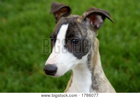 Whippet