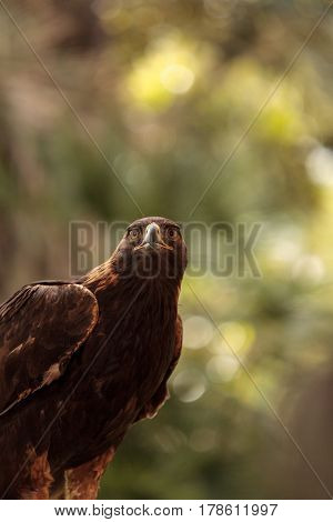 Golden Eagle Aquila Chrysaetos