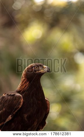 Golden Eagle Aquila Chrysaetos