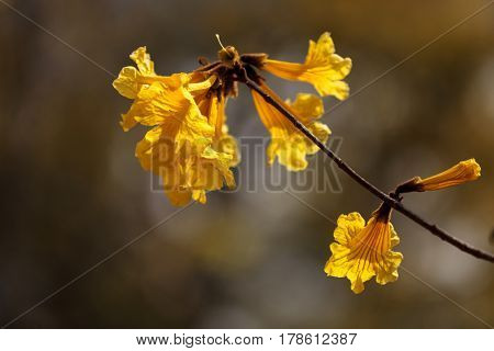 Yellow flowers on a golden trumpet tree called Tabebuia Chrysotricha