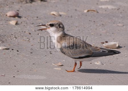 A juvenile Forster's Tern, Sterna forsteri  on a beach in Florida
