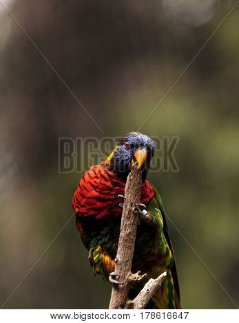 Rainbow Lorikeet Called Trichoglossus Moluccanus
