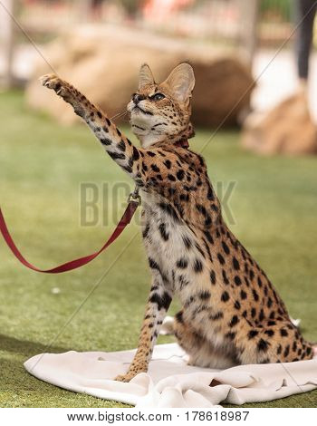 Playful Serval Cat Leptailurus Serval
