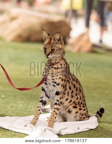 Playful Serval Cat Leptailurus Serval