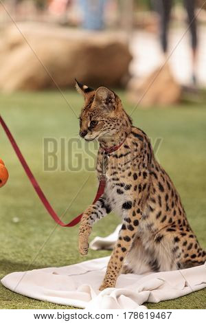 Playful Serval Cat Leptailurus Serval
