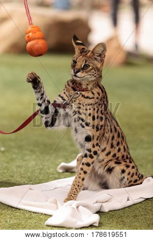 Playful Serval Cat Leptailurus Serval