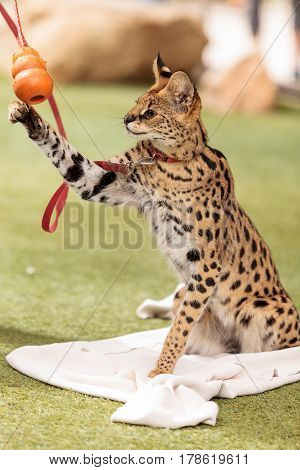 Playful Serval Cat Leptailurus Serval