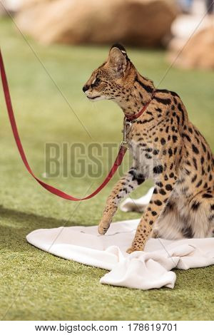 Playful Serval Cat Leptailurus Serval