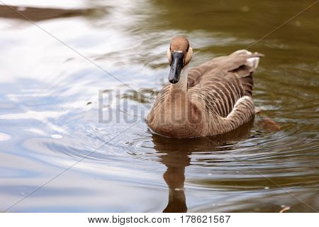 Swan Goose Called Anser Cygnoides