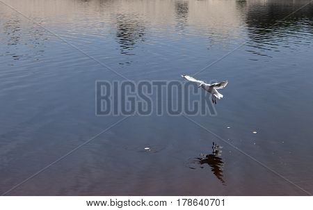 Seagull flying on beach. White seagull soaring in the blue sky over Crokers creek (Belmont - Nine Miles - Beach NSW Australia).