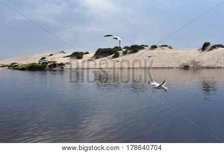 Seagull flying on beach. White seagull soaring in the blue sky over Crokers creek (Belmont - Nine Miles - Beach NSW Australia).