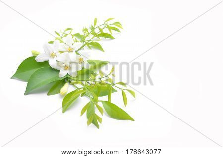 White Flowers Are Arranged To Look Beautiful.