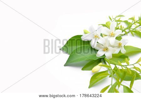 White Flowers Are Arranged To Look Beautiful.