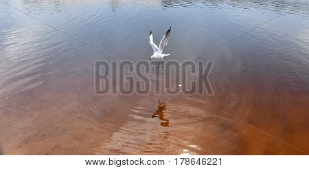 Seagull flying on beach. White seagull soaring in the blue sky over Crokers creek (Belmont - Nine Miles - Beach NSW Australia).