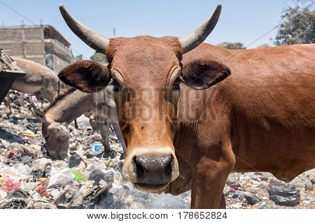 Cows eat food on a garbage dump.