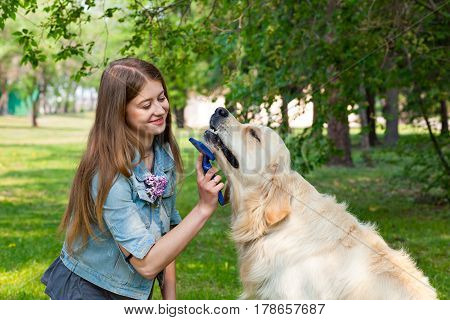 The owner of a pure breed dog fur golden retriever. The pleasure and the joy of hygiene. The content of Labrador. A young girl cares for dog fur outdoors.