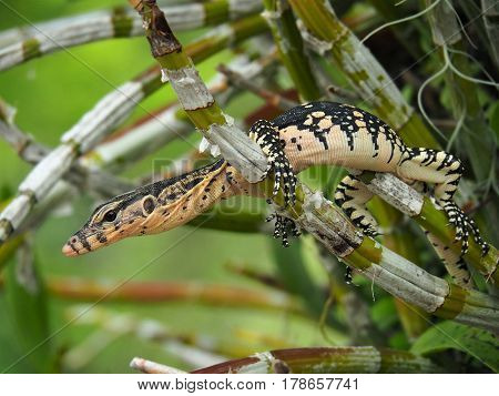 Isolated Water Monitor, Varanus Salvator, Monitor Lizard On Tree Branches