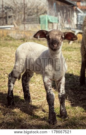 sweet lamb with black head standing on a countryside