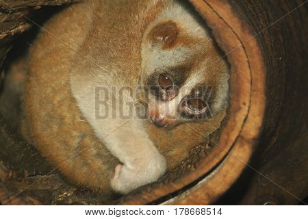 slow loris monkey on tree IN thailand